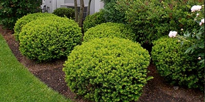 Trimming & Pruning